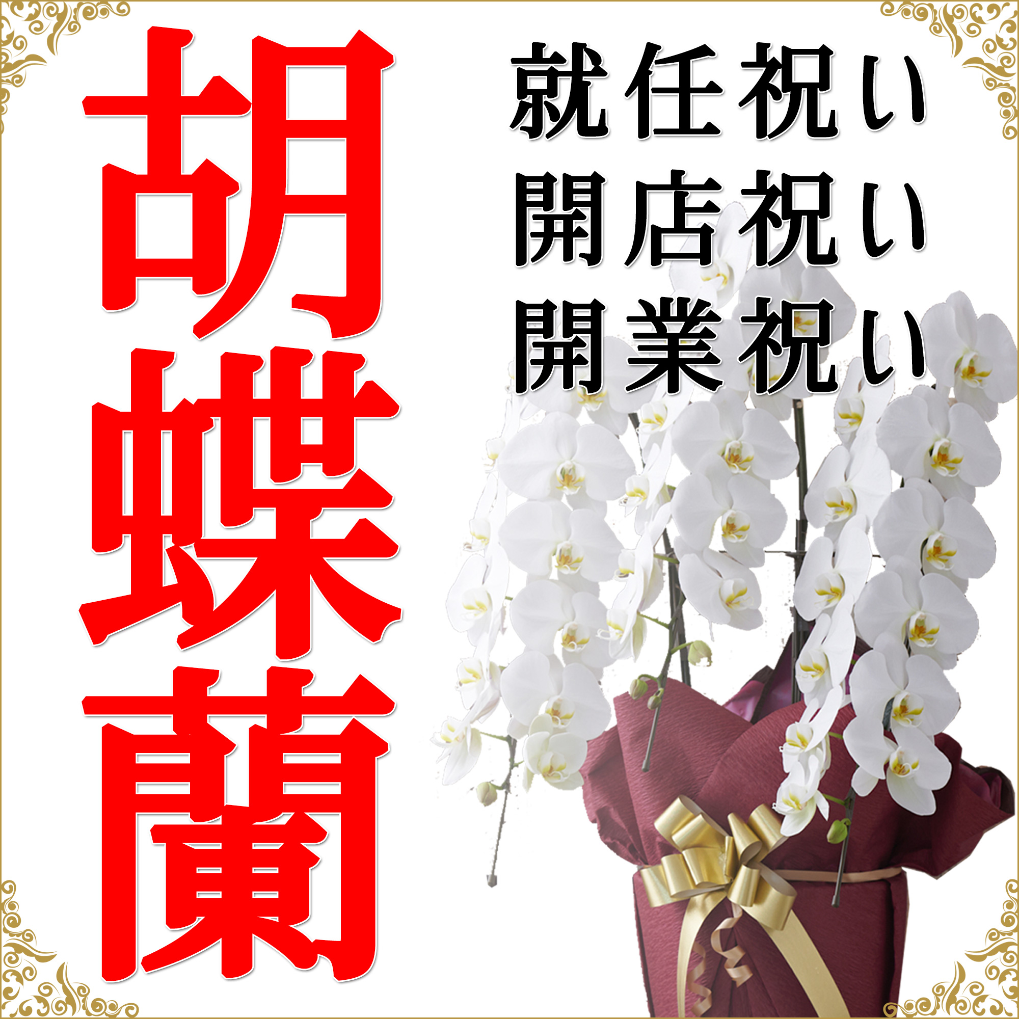 年度末・年度始めに贈りたい定番胡蝶蘭（大輪）就任祝い、開店祝い、開業祝いお祝い花おすすめ